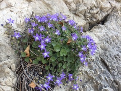 Campanula cremnophila