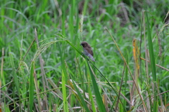 Lonchura punctulata nisoria