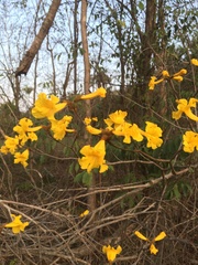 Handroanthus chrysotrichus