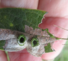 Pachypsylla celtidismamma