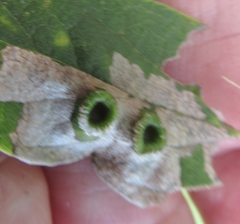 Pachypsylla celtidismamma