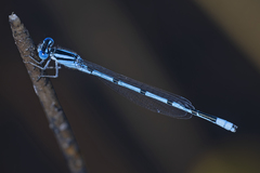 Enallagma doubledayi