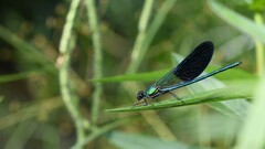 Calopteryx xanthostoma