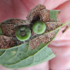 Pachypsylla celtidismamma