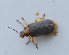 Galerucella nymphaeae