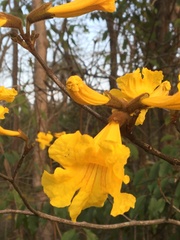 Handroanthus chrysotrichus