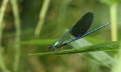 Calopteryx xanthostoma