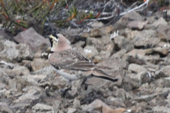 Eremophila alpestris