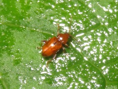 Neocrepidodera transversa