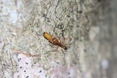 Anochetus