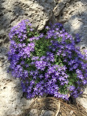 Campanula cremnophila