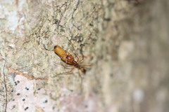 Anochetus