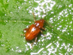 Neocrepidodera transversa