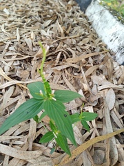 Spigelia