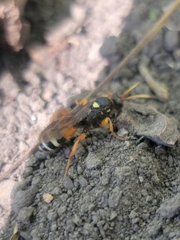 Ichneumon ambulatorius