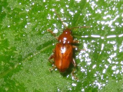 Neocrepidodera transversa