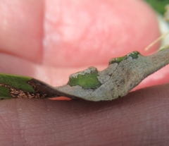 Pachypsylla celtidismamma