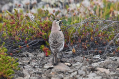 Eremophila alpestris