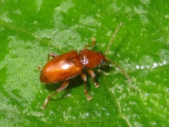 Neocrepidodera transversa