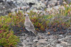 Eremophila alpestris
