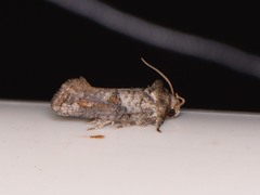 Acrolophus piger