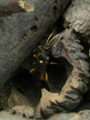 Ichneumon ambulatorius