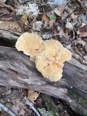 Laetiporus sulphureus