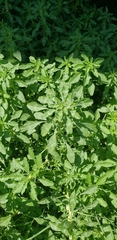 Amaranthus polygonoides