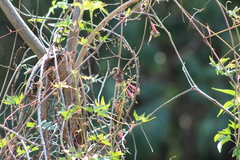 Tropaeolum pentaphyllum