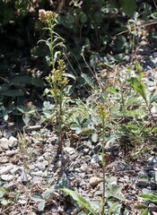 Solidago missouriensis