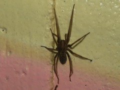 Eratigena atrica