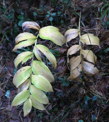 Polygonatum multiflorum