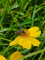 Nomada aztecorum