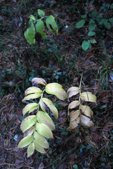Polygonatum multiflorum