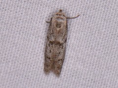 Hypatopa punctiferella