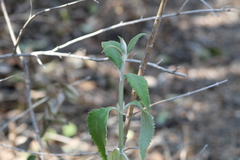 Buddleja stachyoides