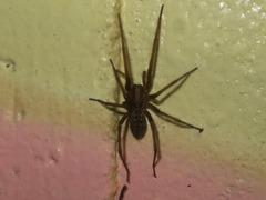 Eratigena atrica