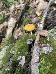 Pluteus leoninus
