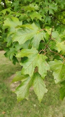 Acer