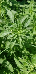 Amaranthus polygonoides