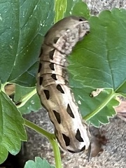 Spodoptera ornithogalli