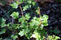 Ribes lacustre