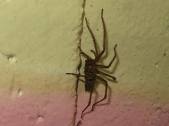 Eratigena atrica