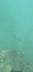 Caranx melampygus