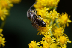 Sphecodogastra