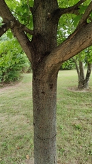 Acer