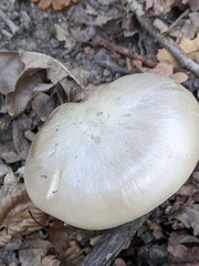 Clitocybe nebularis