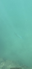 Caranx melampygus