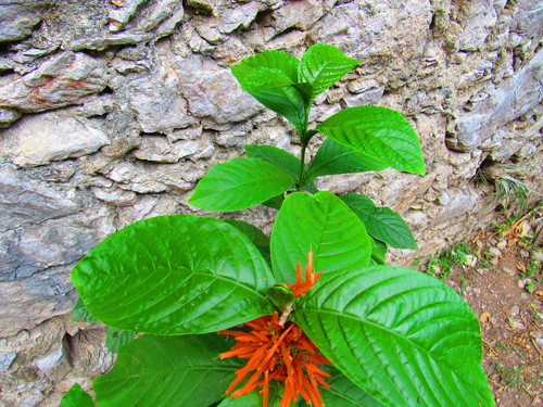 Justicia amplifolia, photograph 2