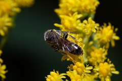 Sphecodogastra